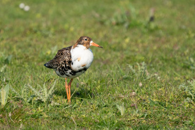 kemphaan - ruff