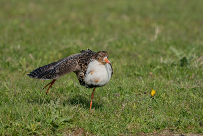 kemphaan - ruff