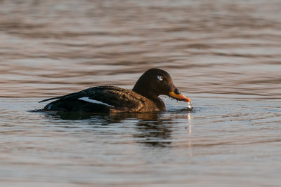 grote zee-eend - velvet scoter