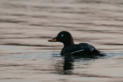 grote zee-eend - velvet scoter