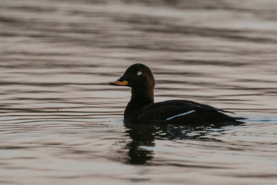 grote zee-eend - velvet scoter