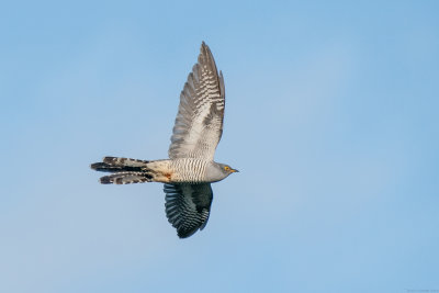 koekoek - cuckoo