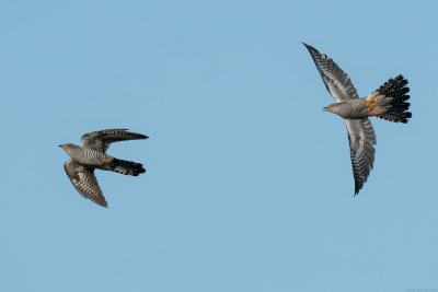 koekoek - cuckoo