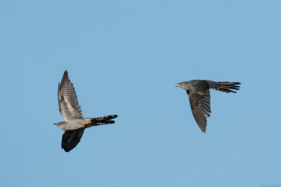 koekoek - cuckoo