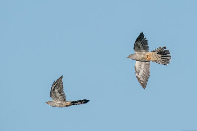 Cuckoo - Koekoek - Cuculus canorus