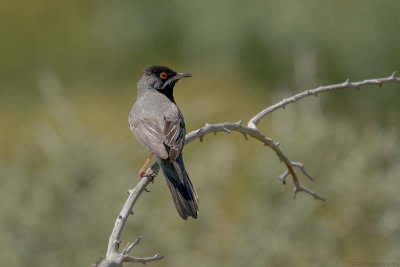 rppells grasmus - rppell's warbler