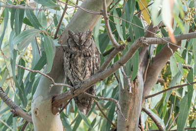 dwergooruil - eurasian scops owl