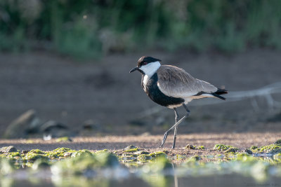 sporenkievit - spur-winged plover