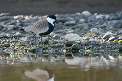 sporenkievit - spur-winged plover