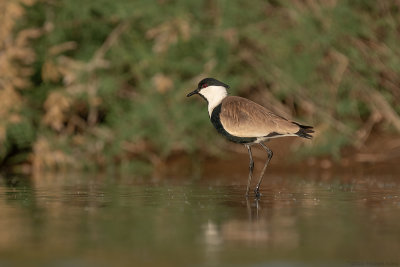 sporenkievit - spur-winged plover