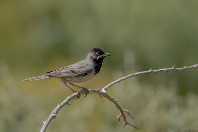 rppells grasmus - rppell's warbler