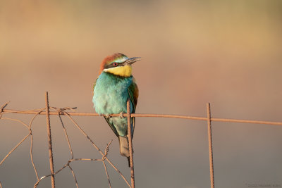 bijeneter - bee-eater