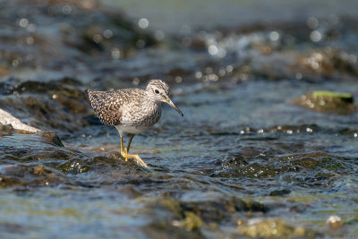 bosruiter - wood sandpiper