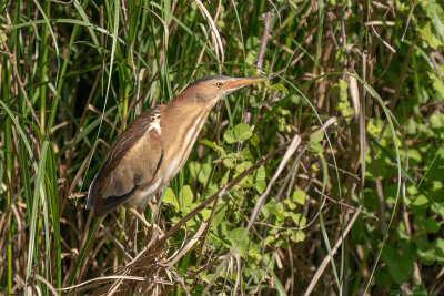woudaap - little bittern
