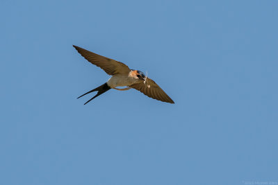 roodstuitzwaluw - red-rumped swallow