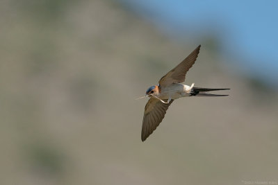 roodstuitzwaluw - red-rumped swallow