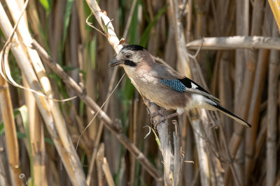 gaai - jay