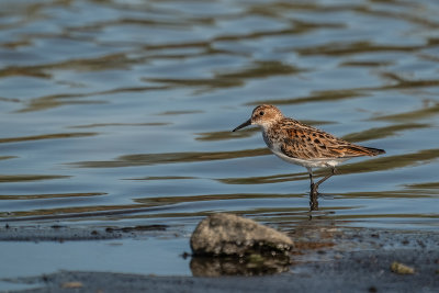 kleine strandloper - little stint