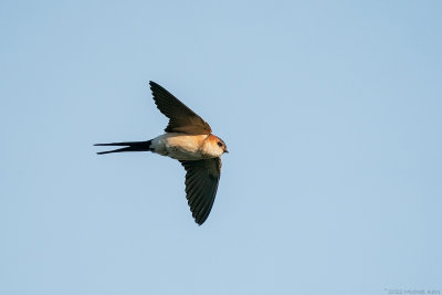 roodstuitzwaluw - red-rumped swallow