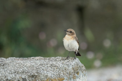 oostelijke blonde tapuit - eastern black-eared wheatear