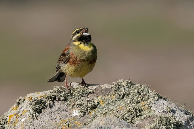 cirlgors - cirlbunting