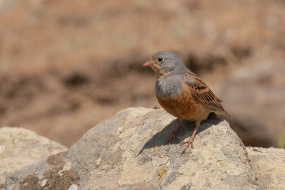bruinkeelortolaan - cretzschmar's bunting