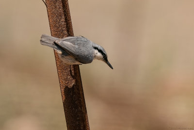rotsklever - rock nuthatch