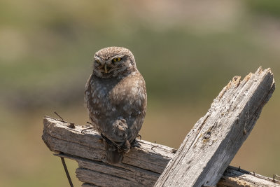 steenuil - little owl