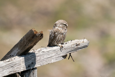 steenuil - little owl