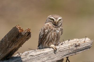 steenuil - little owl