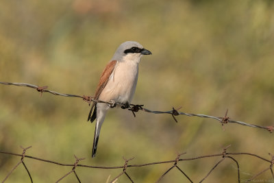 grauwe klauwier - red-backed shrike