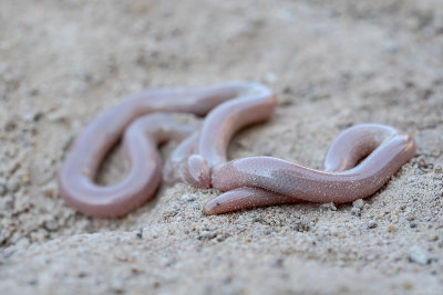slanke wormslang - European worm snake