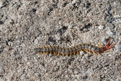 scolopender - megarian banded centipede