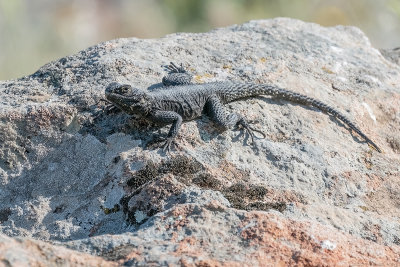 hardoen - roughtail rock agama