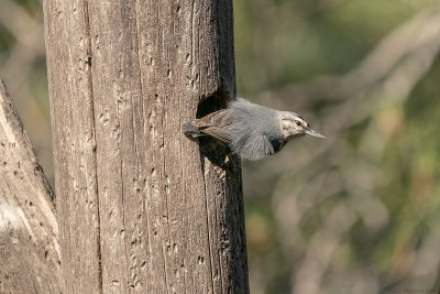 Turkse boomklever - Krper's nuthatch