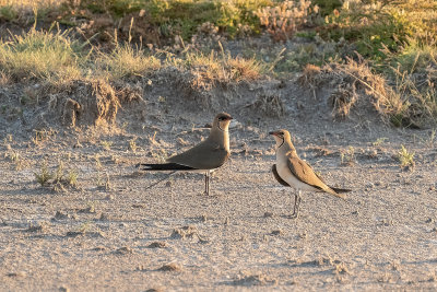 vorkstaartplevier - collared pratincole