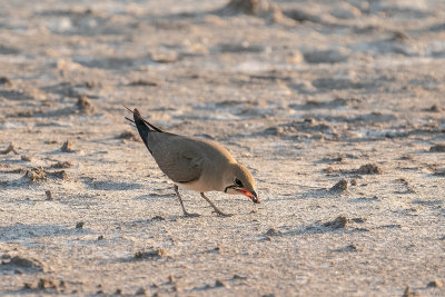vorkstaartplevier  - collared pratincole