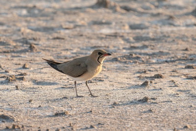 vorkstaartplevier - collared pratincole