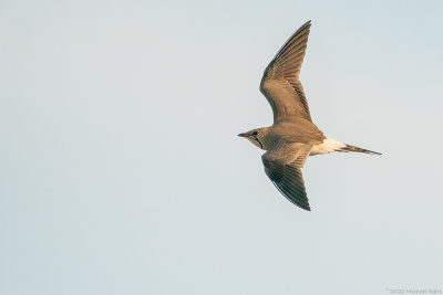 vorkstaartplevier - collared pratincole