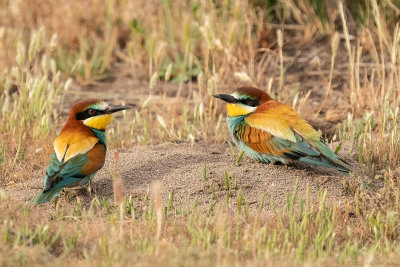 bijeneter -European bee-eater