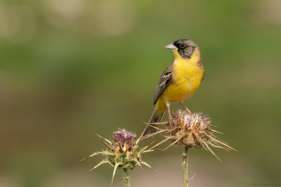 zwartkopgors - black-headed bunting