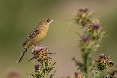 zwartkopgors - black-headed bunting