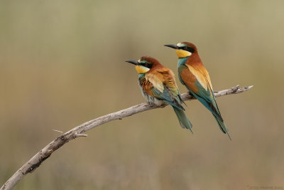 bijeneter - European bee-eater