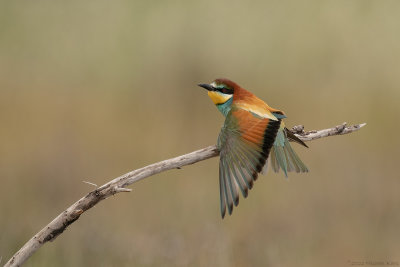 bijeneter - European bee-eater