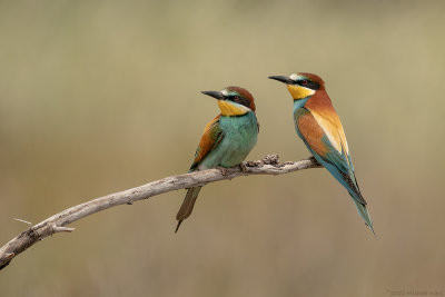 bijeneter - European bee-eater