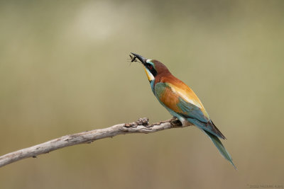bijeneter - European bee-eater