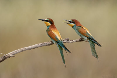 bijeneter - European bee-eater