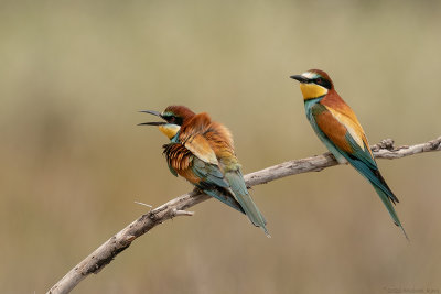 bijeneter - European bee-eater
