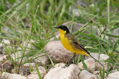 balkankwikstaart - black-headed wagtail