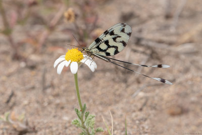Griekse wimpelstaart - Greek lacewing